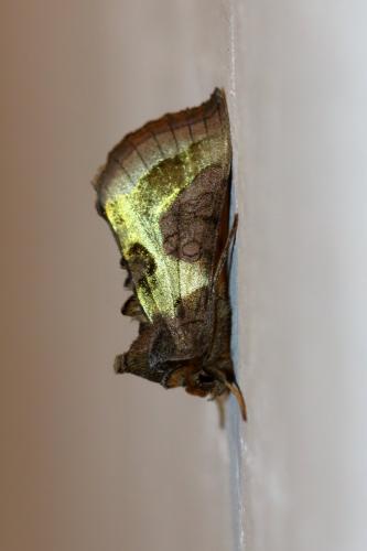 Diachrysia sp.